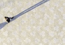 Design bestrating Trébol ®
